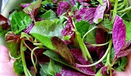 《四月黃金菜：葉酸含量超黃瓜46倍 50歲后必吃的護心佳品》